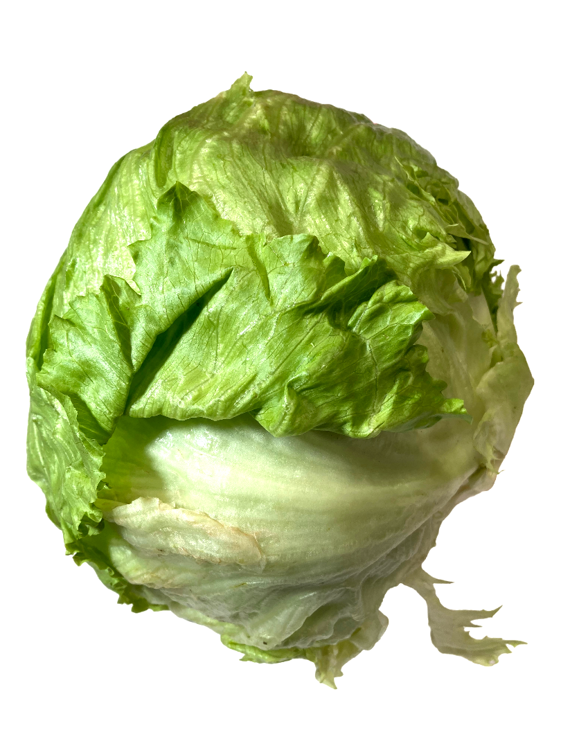 LECHUGA ROMANA