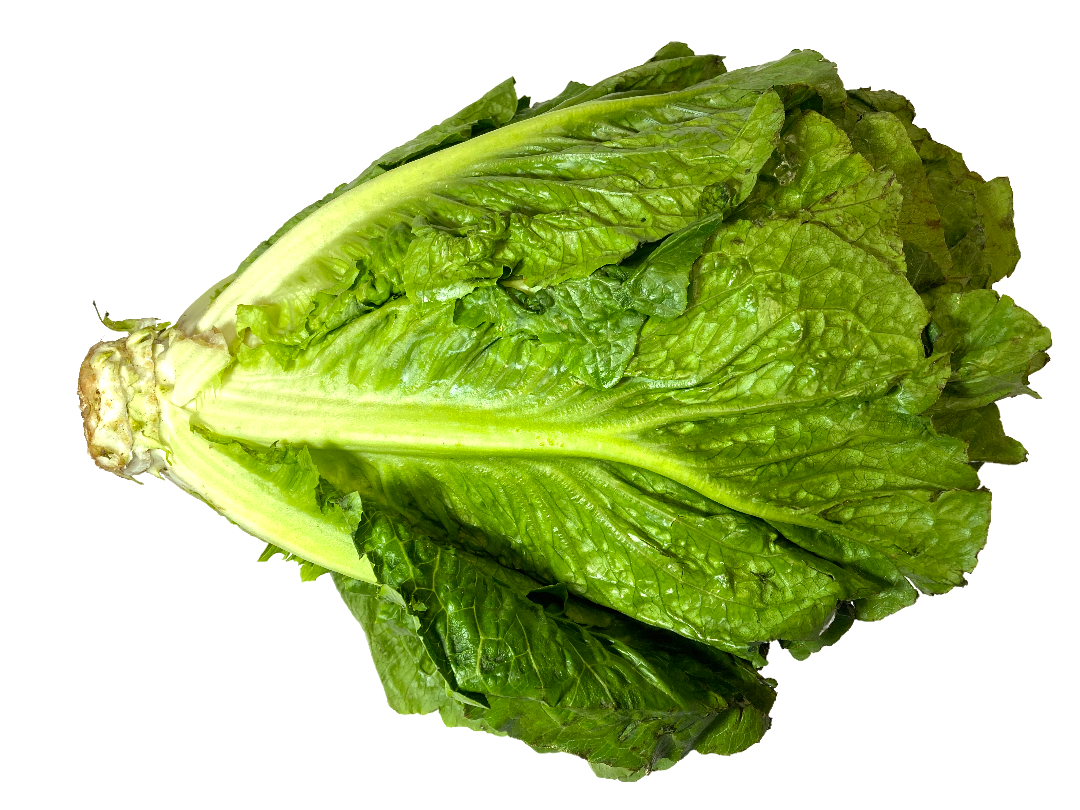 LECHUGA OREJONA