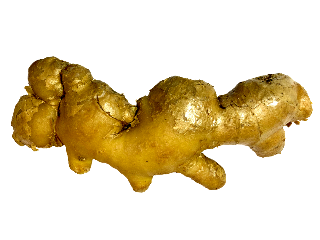 JENGIBRE