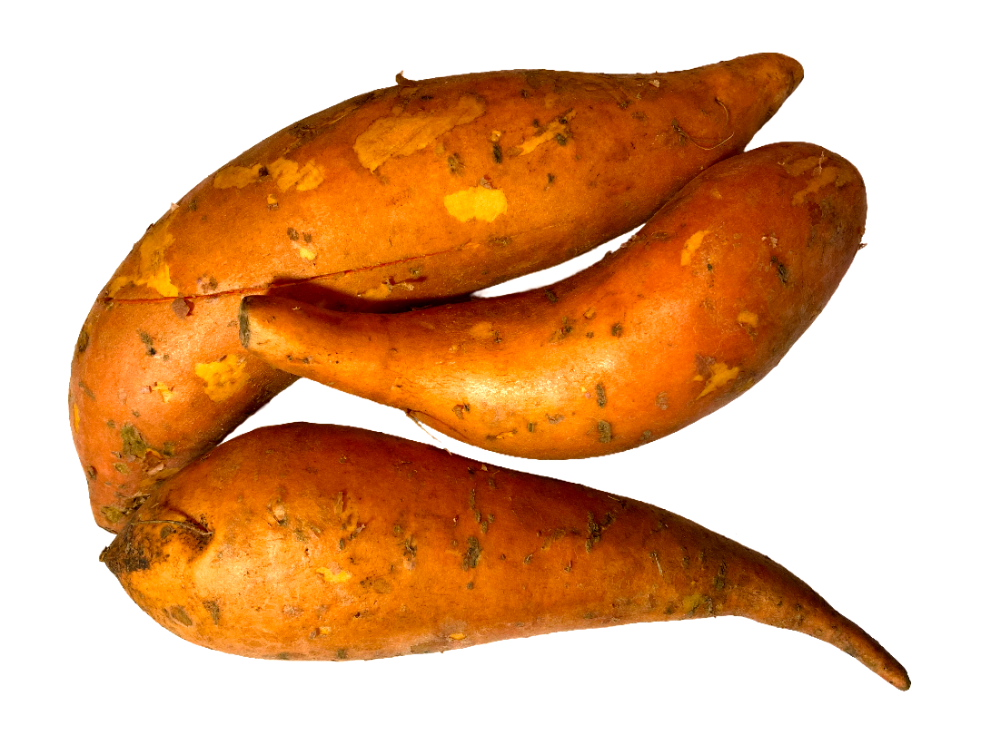 CAMOTE AMARILLO