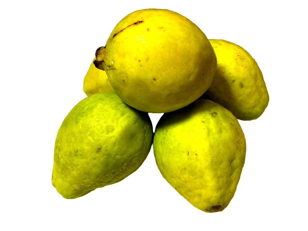 GUAYABA DE RANCHO