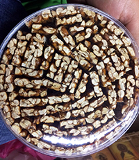 NEY PALANQUETA AMARANTO B 16/20PZ