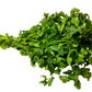 CILANTRO.