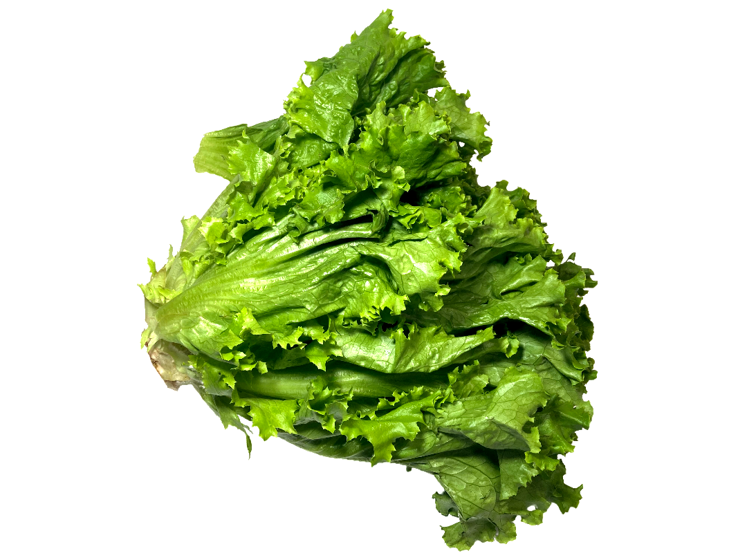 LECHUGA ITALIANA