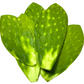 NOPALES