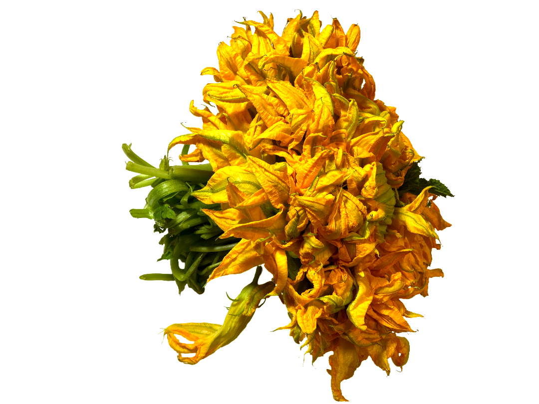 FLOR DE CALABAZA