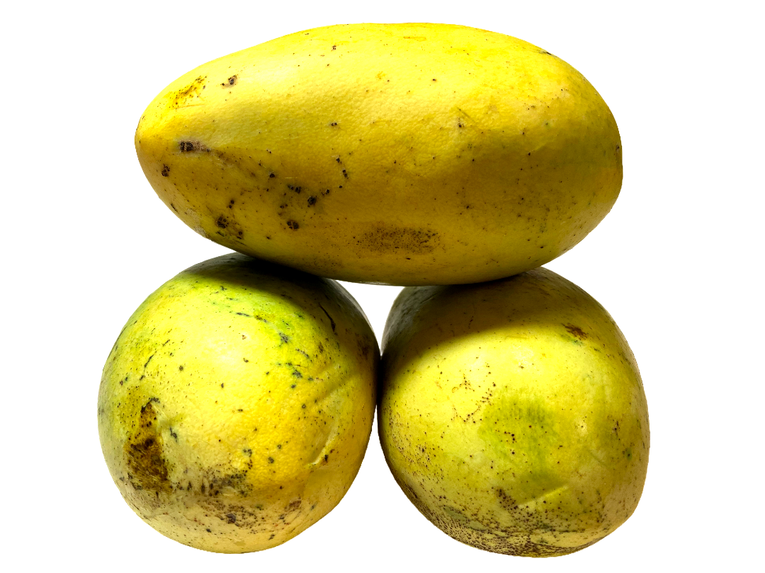 MANGO MANILA