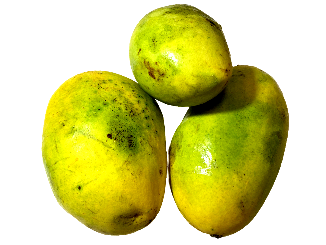MANGO KEN