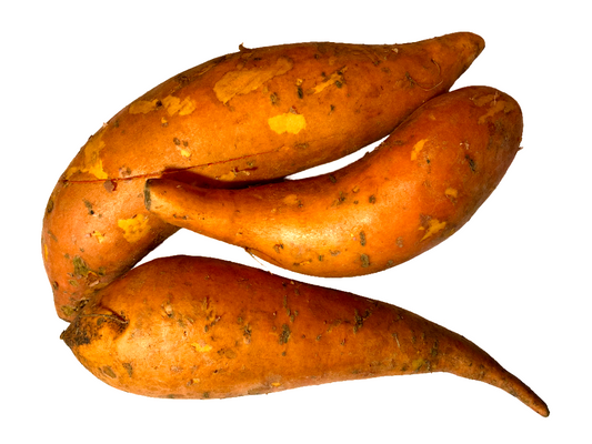 CAMOTE AMARILLO