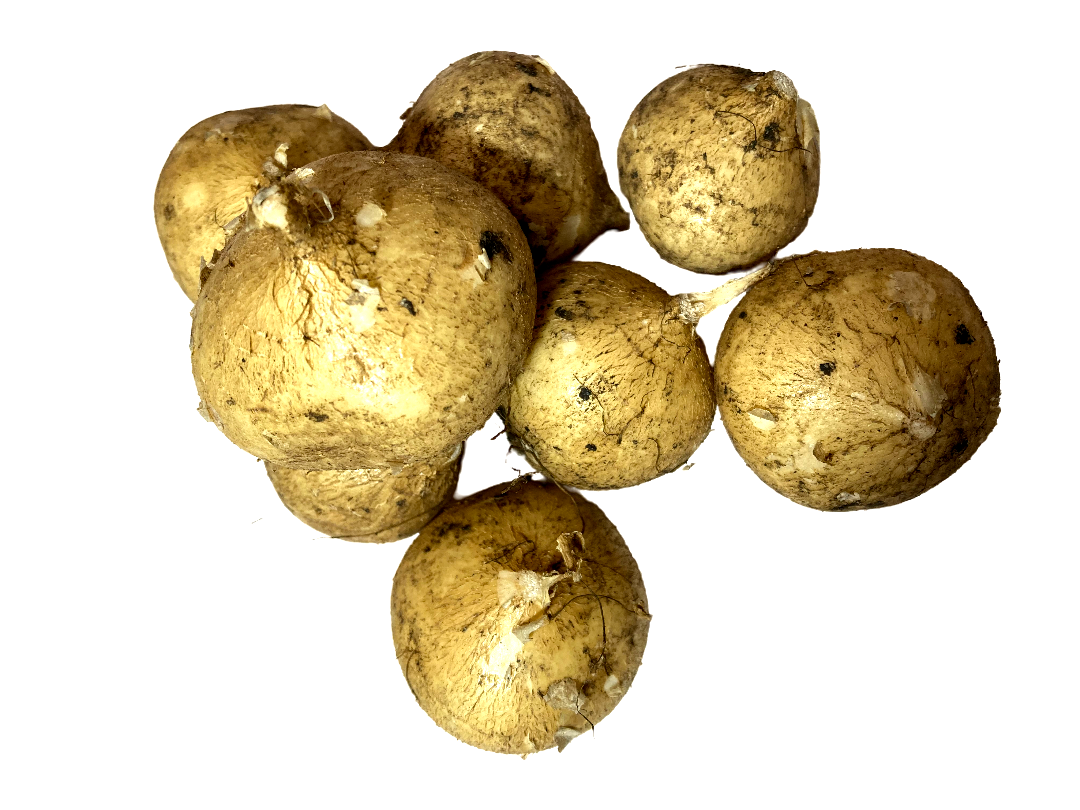 JICAMA PINATERA