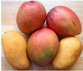 MANGO CRIOLLO